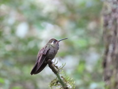 Lampornis amethystinus