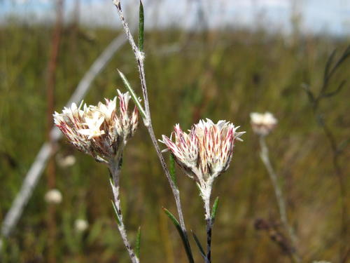 Flats Blombush (Metalasia distans)