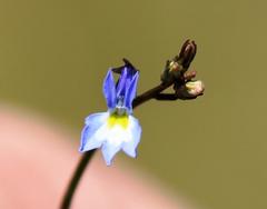 Lobelia erinus