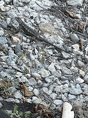 Sceloporus occidentalis