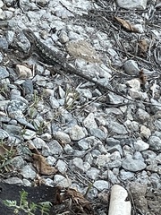 Sceloporus occidentalis