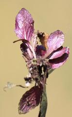 Lobelia erinus