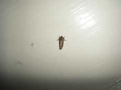 Acrolophus walsinghami