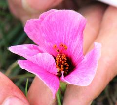 Hibiscus microcarpus