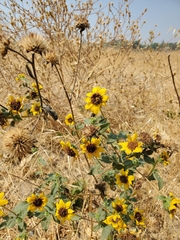 Helianthus bolanderi