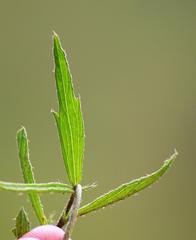 Hibiscus microcarpus