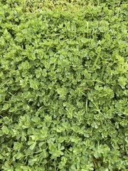 Ornithopus perpusillus