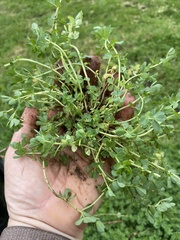 Ornithopus perpusillus