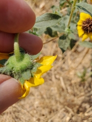 Helianthus bolanderi