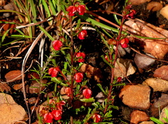 Hermannia angularis
