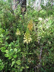 Platanthera × lueri