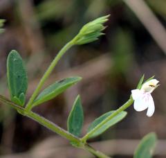 Justicia anagalloides