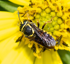 Paranthidium jugatorium lepidum