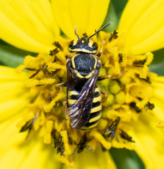 Paranthidium jugatorium lepidum