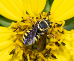 Paranthidium jugatorium lepidum