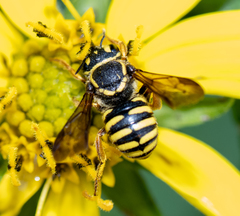 Paranthidium jugatorium lepidum
