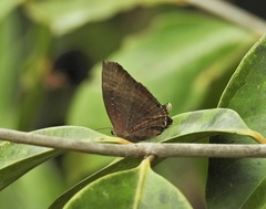 Arhopala eupolis