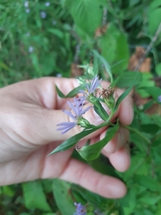 Symphyotrichum novi-belgii novi-belgii
