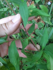 Symphyotrichum novi-belgii novi-belgii