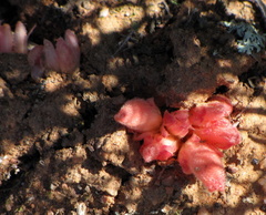 Hyobanche