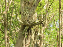 Tillandsia circinnatioides