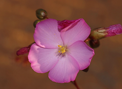 Drosera thysanosepala