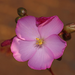 Drosera thysanosepala - Photo (c) robert davis, algunos derechos reservados (CC BY-NC), subido por robert davis