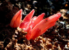 Hyobanche