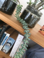 Sedum burrito