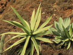 Agave quiotepecensis