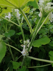 Proboscidea louisianica