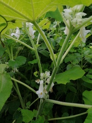 Proboscidea louisianica