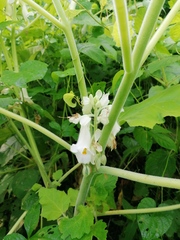 Proboscidea louisianica