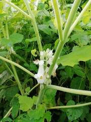 Proboscidea louisianica