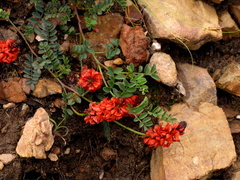 Indigofera capillaris