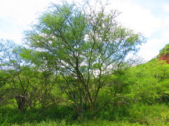 Parkinsonia praecox