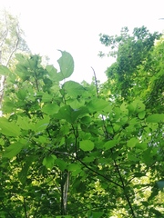Heliocarpus donnellsmithii