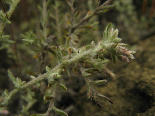 Sparse Blombush (Metalasia oligocephala)