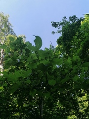 Heliocarpus donnellsmithii