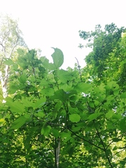 Heliocarpus donnellsmithii