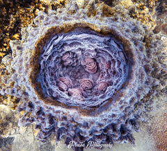 Barrel Sponge