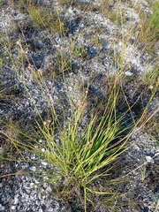 Anthericum ramosum