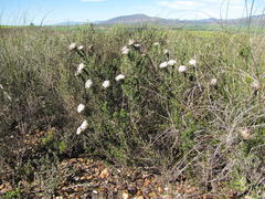 Metalasia plicata