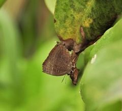 Arhopala eupolis