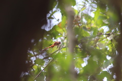 Erythemis mithroides