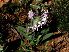 Lapeirousia pyramidalis pyramidalis