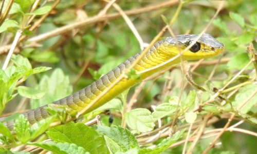 Common Tree Snake sighting