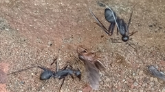 Camponotus angusticollis