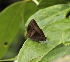 Arhopala eupolis
