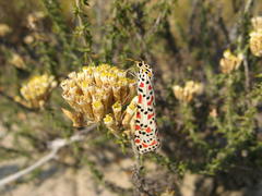 Metalasia plicata